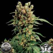 Dinafem Seeds California Hash Plant